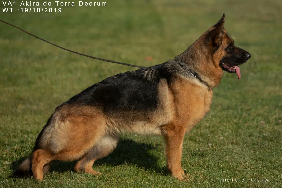 Akira de Terra Deorum