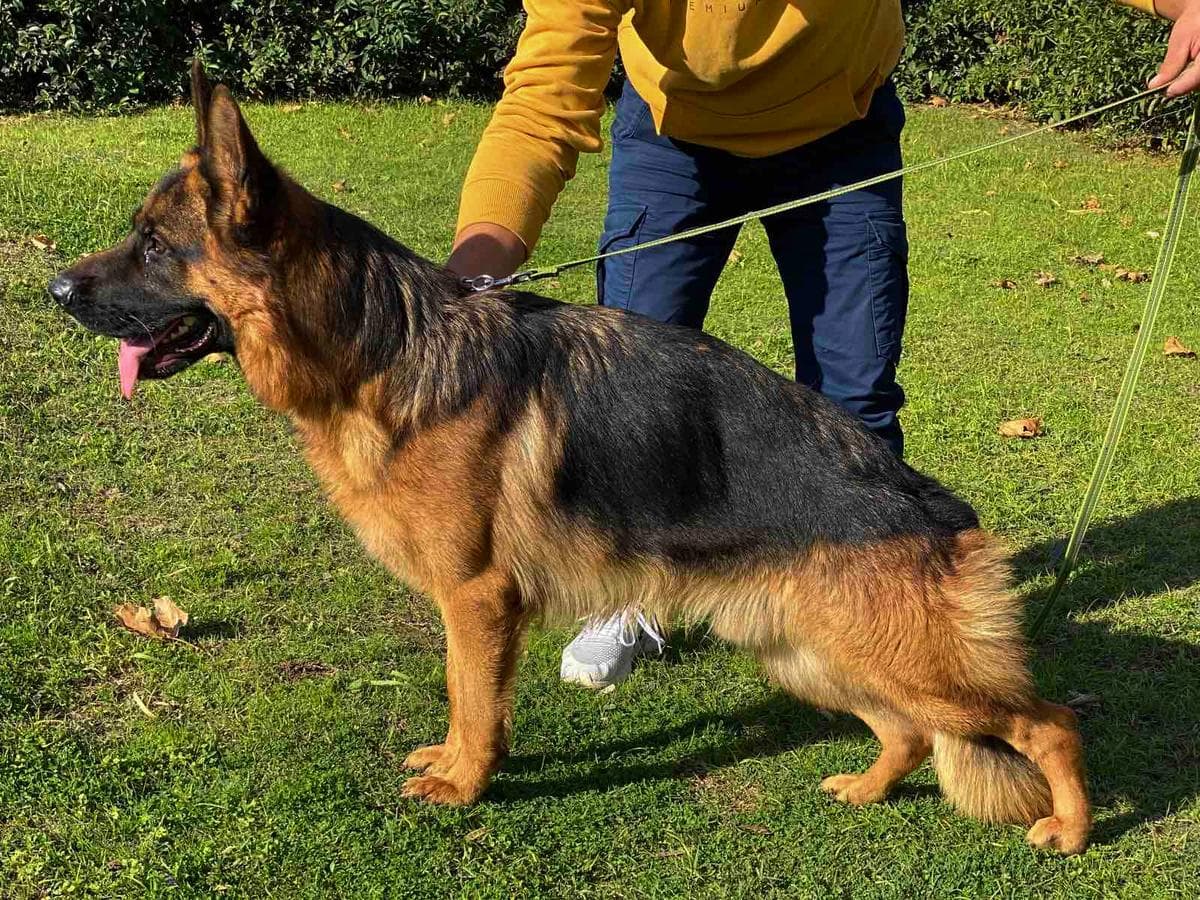 Brando de Terra Deorum